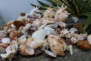 SEASHELLS FOR AQUARIUM <b>FISH</b> <b>TANK</b> DECOR NATURAL MARINE PRODUCT BULK SUPPLY - Product Image 5