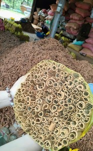 Venta al por Mayor de Ramas de Canela Cassia Vera - Calidad de Exportación Especial - Especias Secas Naturales - Suministro B2B de TrungThanh Vietnam - Product Image 5