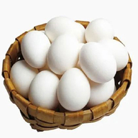 Œufs de poule frais blancs, œufs de table, carton de 30 unités