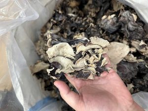 Proveedor de Hongo Negro Seco de Alta Calidad, Venta al por Mayor de Champiñones Oreja de Pana a Granel - Product Image 2