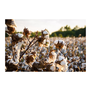 Harina de Semillas de Algodón de Grado A |   Alimento Proteico para Ganado (36-41%) en Bolsas Personalizadas para Venta al por Mayor - Product Image 5