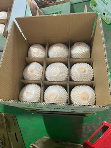 Frais Jeune Noix De Coco Tropical Vietnam OEM Marques TECHMIFOOD Exportation Standard Haute Qualité Doux Et Savoureux - Product Image 5