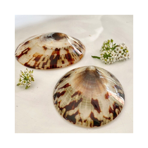 Oferta Mayorista de Conchas de Limpet con Precio Competitivo, Conchas Naturales de Playa para Tiendas de Recuerdos - Product Image 2