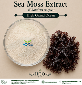 Extracto de Musgo Marino (Chondrus crispus) de Grado Alimenticio, Suministro Directo de Fábrica HGO, Relación 4:1 5:1 10:1 20:1 100:1 200:1, Polvo Marino - Product Image 1