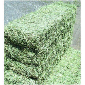 Foin d'alfalfa pour l'alimentation animale / granulés de foin d'alfalfa / foin de timothée en balles - Product Image 6