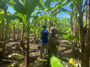 Mejor Precio Hoja de Plátano Natural Verde Marca GMG de Vietnam para Mayoristas - Product Image 4