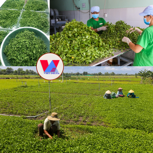 Poudre de Centella Asiatica lyophilisée à mailles fines, saveur originale, pour aliments pour bébés, bouillies, soupes et usage culinaire - Product Image 2