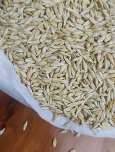 Cereales de Cebada de Alta Energía REEN TRADERS de Uttar Pradesh |   Ingrediente de Grado A para Alimentos y Alimentación Animal para Caballos y Ganado - Product Image 5