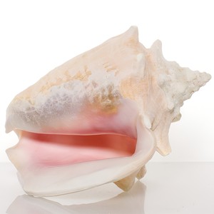 Good price natural sea shells <b>queen</b> conch shell beach nautical decor top quality seashells - Product Image 1