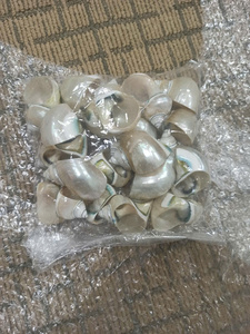 เปลือกหอยนอติลุสแบบมีช่อง  เปลือกหอยทะเลธรรมชาติ  จำหน่ายจำนวนมากจากโรงงานเวียดนาม สำหรับงานตกแต่ง งานฝีมือ และของตกแต่งธีมมหาสมุทร - Product Image 6