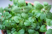 Feuilles de Mélisse Séchées de Qualité Supérieure pour la Relaxation, le Soulagement du Stress, le Soutien Digestif et le Bien-être du Sommeil – Disponible à la Vente