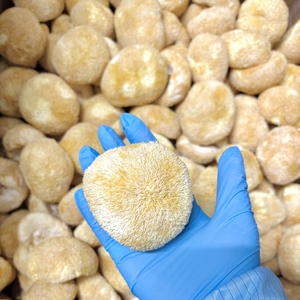 Champignons <span class=keywords><strong>de</strong></span> crinière <span class=keywords><strong>de</strong></span> <span class=keywords><strong>lion</strong></span> séchés <span class=keywords><strong>de</strong></span> couleur jaune clair, 5 à 8 cm - Product Image 4