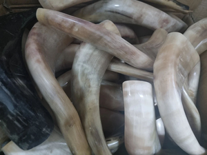 Shofar de Ágata Kudu Pulida - Trompeta Tradicional de Cuerno de Carnero con Sonido Musical Resonante para Ceremonias Religiosas - Product Image 3