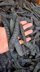 HIGH GRADE Honey Locust Dried Fructus Gleditschiae From Vietnam - Product Image 4