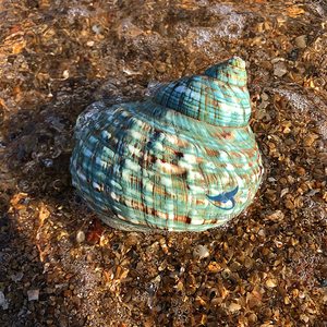 Quemadores de Incienso de Lujo para Hoteles y Resorts, Conchas de Abulón Iridiscentes Pulidas, Conchas de Paua Perladas, Venta al Por Mayor - Macy - Product Image 2
