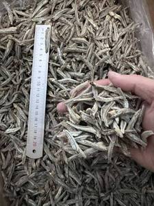 Anchois Séchés IQF Écologiques de Qualité Supérieure, Meilleure Vente, Riches en Protéines, Idéaux pour Soupes et Bouillons, Grade A pour l'Exportation - Product Image 5