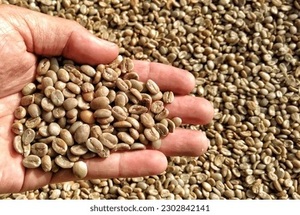 Café Vert Robusta PHALCO de Haute Qualité Grade 1 Tamis 16/18 Vietnam Meilleur Prix Prêt à l'Exportation Emballage Sac de Jute 1000kg - Product Image 2