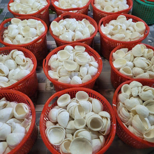 Auténtica Pulpa de Coco Congelada IQF de Vietnam para Uso Alimentario, Rellenos de Pastelería Profesional y Elaboración de Dulces 99 Gold Data - Product Image 3