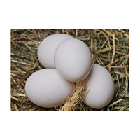 Œufs de poule frais de table à coquille brune, œufs de poule frais de ferme à coquille blanche, vente en gros