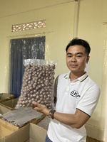 Échantillon gratuit de noix de macadamia grillées en gros craquelées> collation nutritive de taille 25mm pour la consommation directe des fabricants du Vietnam