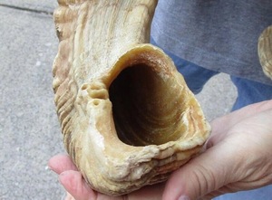 Paire de cornes de mouton géantes, grandes dimensions, cornes naturelles brutes pour la décoration et l'artisanat, haute qualité - Product Image 2