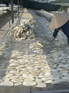 Fournisseur de Os de Seiche Séchés du Vietnam pour Oiseaux et Animaux de Compagnie - Product Image 5