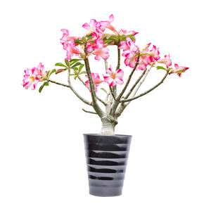 Pot de plante en plastique en forme de V de haute qualité durable léger résistant aux intempéries idéal pour les plantes de patio et de jardin de balcon à la maison - Product Image 3