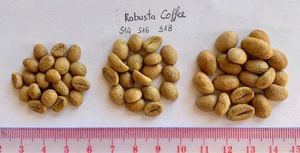 เมล็ดกาแฟอาราบิก้าสีเหลืองพันธุ์เบอร์บอน คุณภาพเยี่ยมจากเวียดนาม พร้อมจัดส่ง บรรจุภัณฑ์ 1กก./2กก./5กก./25กก./60กก. - Product Image 3