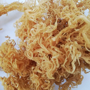 Musgo Marino Vietnamita Auténtico para Rellenos de Pastelería Profesional y Creación de Textura Gelatinosa Única 99 Gold Data Co - Product Image 4
