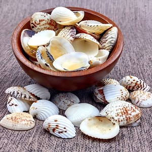 Conchas marinas naturales al por mayor a precio económico, conchas de almeja para manualidades y decoración de playa - Product Image 6
