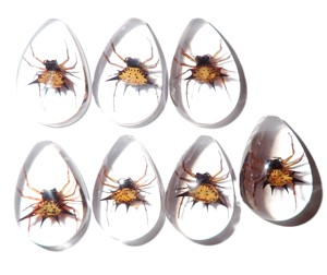 Spiny <b>Spider</b> Real Specimen <b>Plastic</b> Cabochon Pear Shape Cut Top 33x22 mm Clear Flat Bottom for Crafts and Jewelry Making - Product Image 4