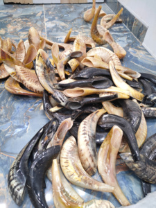 Kosher shofar ทำในอิสราเอลแกะฮอร์นธรรมชาติเป็นมิตรกับสิ่งแวดล้อมสไตล์สัตว์สำหรับเป่าศิลปะ & สะสมงานฝีมือเขา kudu - Product Image 3