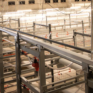 Système de cages avicoles automatisées avec alimentation, abreuvement et convoyeur à œufs centralisés - Product Image 1