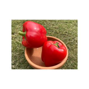 Poivron rouge frais de haute qualité, soigneusement sélectionné pour son goût supérieur, sa valeur nutritionnelle et son utilisation en cuisine - Product Image 6