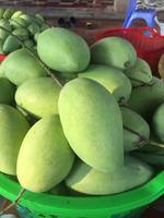 Beste export groothandel verse mango uit Vietnam, hoge kwaliteit, lage prijs, 99GD fabriekskwaliteit, 10-12cm, 0,25kg