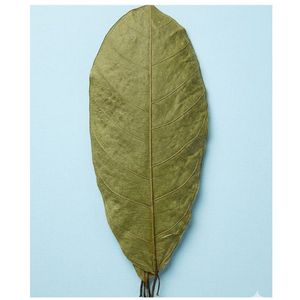 Feuilles de cacao écologiques YAMUNA 19-25 cm (7-9 pouces) pour aquarium, paquet de 100 feuilles - Product Image 4