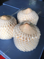 Verse Kokosnoten/Halfgepelde Kokosnoten/Kokosnoot Met Een Goede Prijs + 84765149122