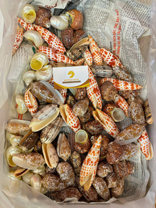 ผู้จัดจำหน่ายเปลือกหอยมิตร้าเชลล์แบบขายส่งจำนวนมาก สำหรับทำเครื่องประดับ งานฝีมือ และของตกแต่งธีมมหาสมุทร - Product Image 6