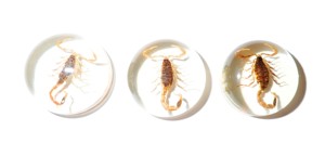 Scorpion doré, spécimen réel, cabochon en plastique rond 25x25 mm, fond plat transparent pour l'artisanat et la fabrication de bijoux - Product Image 5