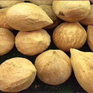 Nueva Temporada de Coco Seco Entero Indio, Madurado Naturalmente, Copra Blanca Deshidratada FD, Calidad Premium, Suministro a Granel, Empaque para Exportación - Product Image 5
