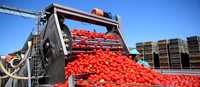 Industriële fruitverwerkingsapparatuur: fruitpers, -pulper, -wasser, -schiller, -snijmachine voor commerciële voedselproductie