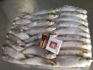 Nuevo Pescado Entero Congelado BQF (Chanos Chanos) para Cebo, Certificado HACCP, Grado A, Mariscos Chinos - Product Image 2