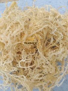 Musgo de mar muy seco Santa Lucía de Vietnam 10kg buen precio a EE. UU. 100% secado al sol de musgo de mar natural por TAKIMEX - Product Image 6