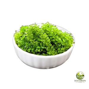 Umidibudos Orgánicos Deshidratados, Caviar Verde, Algas Marinas de Larga Duración, Textura Fresca y Crujiente, Umibudos Salados para Venta al por Menor y al por Mayor en Bolsa - Product Image 5