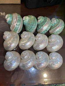 SEASHELL Artesanía Marina Moderna de Estilo Nórdico Ecológica Multicolor Natural Blanca Amarilla Pulida Directo de Fábrica Barata para Navidad - Product Image 5