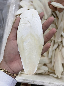 Quality Natural Dried <b>Cuttlefish</b> Bone Squid Bone at Factory Price. - Product Image 5