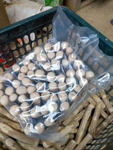 Madera de café de alta calidad para perros, juguete natural duradero para masticar, limpieza de dientes, alivio del aburrimiento, para masticadores agresivos, varios tamaños - Product Image 5