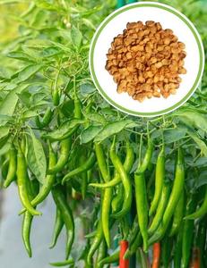 เมล็ดพริกพรีเมียมแบบไฮบริดสำหรับการเพาะปลูกเชิงพาณิชย์ |   เมล็ดพันธุ์พริกพริกไทยร้อน ให้ผลผลิตสูง งอกง่าย - Product Image 4