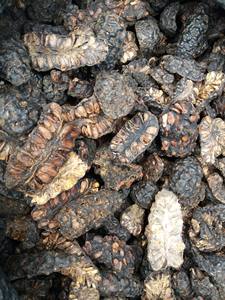 Fruta de Noni Seca Premium para la Producción de Té de Hierbas y Distribución al por Mayor - Product Image 6