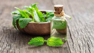 Aceite Esencial de Hoja de Balsamo de Limón (Melissa) 100% Puro, Destilado al Vapor en India, Aroma Fresco, Alivio del Dolor, Antiarrugas, Precio Competitivo - Product Image 4